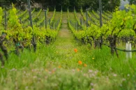 Un vignoble dont la végétation au sol, riche en espèces et en insectes © Christian Pfammatter