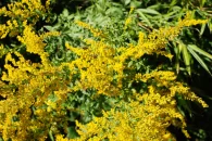 Plante avec fleurs jaunes