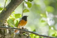 Rougequeue à front blanc