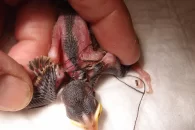 Ce jeune moineau domestique s’est pris dans un fil apporté par ses parents comme matériau pour le nid. Heureusement, la détresse de l’oisillon a été découverte à temps et il a pu être libéré.  photo © Station ornithologique suisse