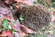 Un hérisson dans un jardin urbain à Sion