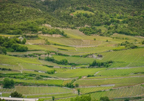 Reblandschaft mit Kleinstrukturen (Hecken, Sträucher)