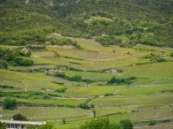 Reblandschaft mit Kleinstrukturen (Hecken, Sträucher)