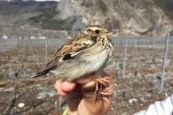 Die Heidelerche ist ein seltener Brutvogel, der seine Nester in den Rebbergen am Boden baut: