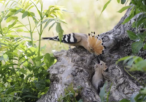 La huppe niche dans les cavités naturelles de vieux arbres.