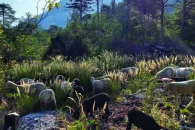 Fig. 1: Dans la réserve forestière spéciale du bois de Finges, le chant des oiseaux qui s’élève au lever du jour s’accompagne des bêlements d’une bonne centaine de moutons. 